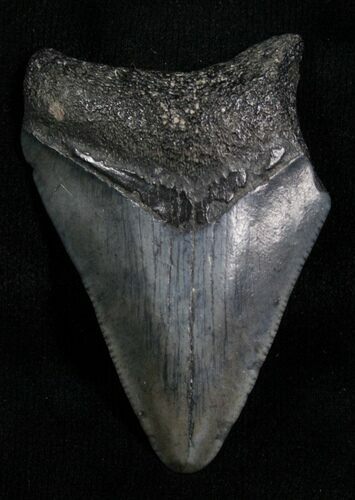Bargain Megalodon Tooth - Florida #5455